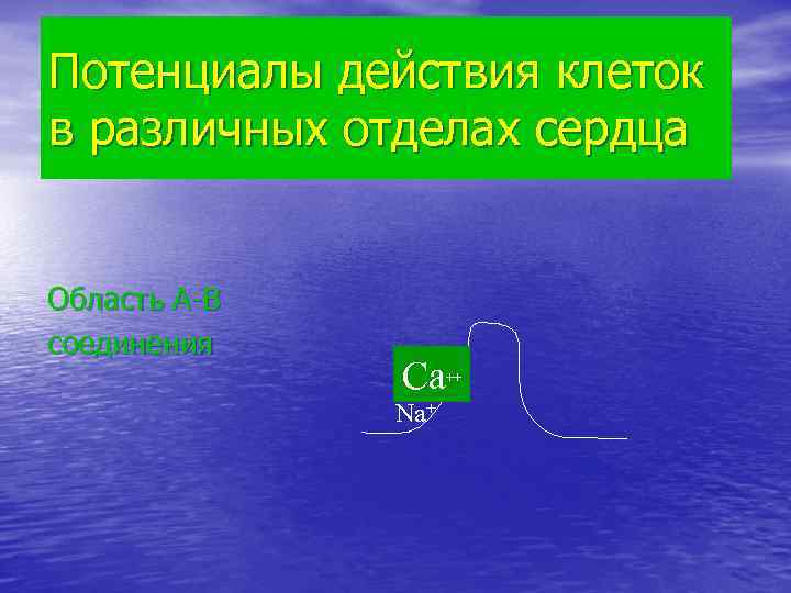 Потенциалы действия клеток в различных отделах сердца Область А-В соединения Са Na+ ++ 