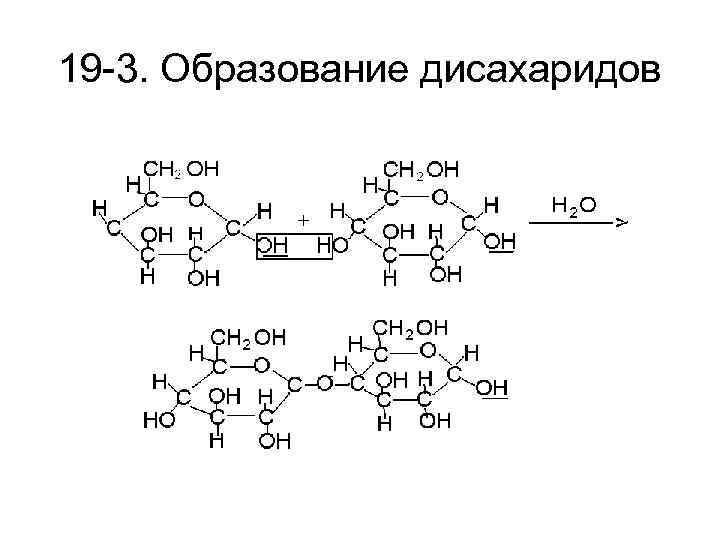 19 -3. Образование дисахаридов 