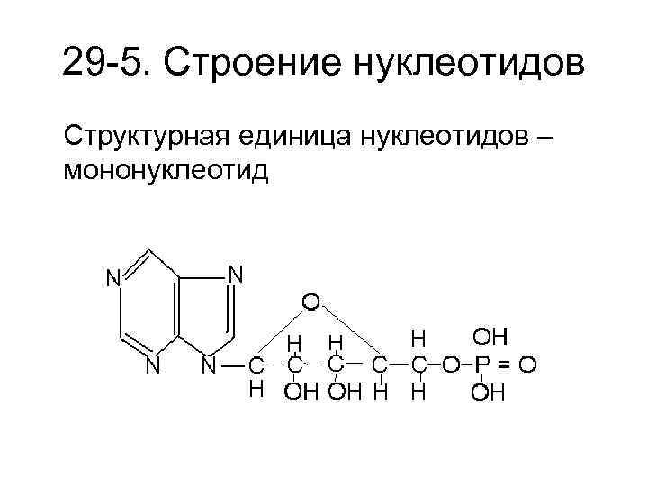 29 -5. Строение нуклеотидов Структурная единица нуклеотидов – мононуклеотид 