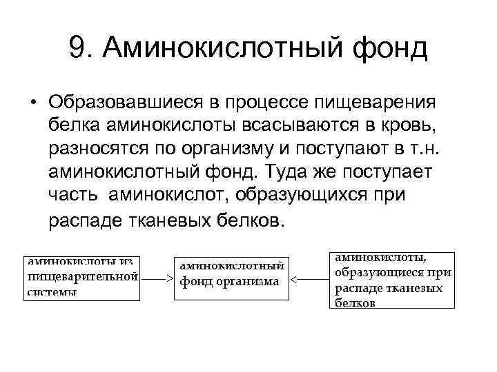 9. Аминокислотный фонд • Образовавшиеся в процессе пищеварения белка аминокислоты всасываются в кровь, разносятся