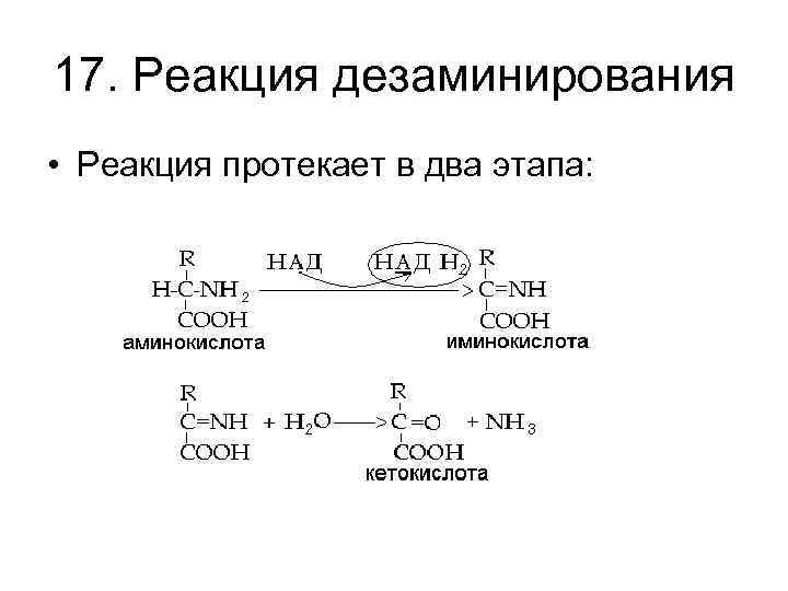 17. Реакция дезаминирования • Реакция протекает в два этапа: 