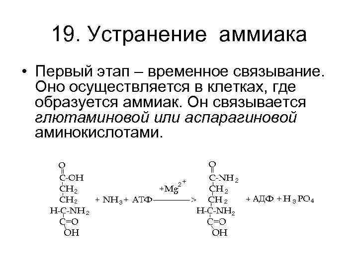 19. Устранение аммиака • Первый этап – временное связывание. Оно осуществляется в клетках, где