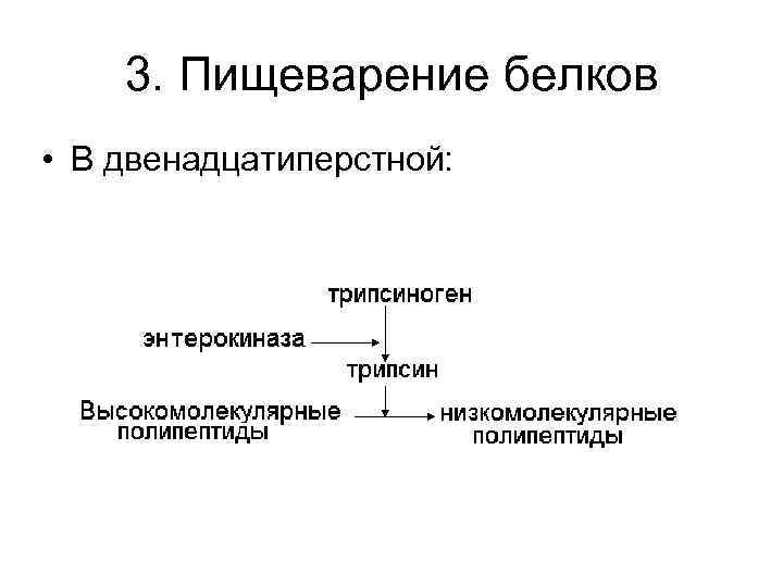 3. Пищеварение белков • В двенадцатиперстной: 