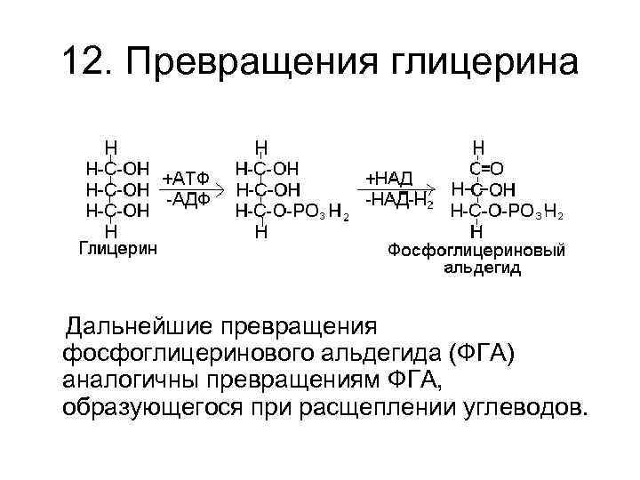 12. Превращения глицерина Дальнейшие превращения фосфоглицеринового альдегида (ФГА) аналогичны превращениям ФГА, образующегося при расщеплении