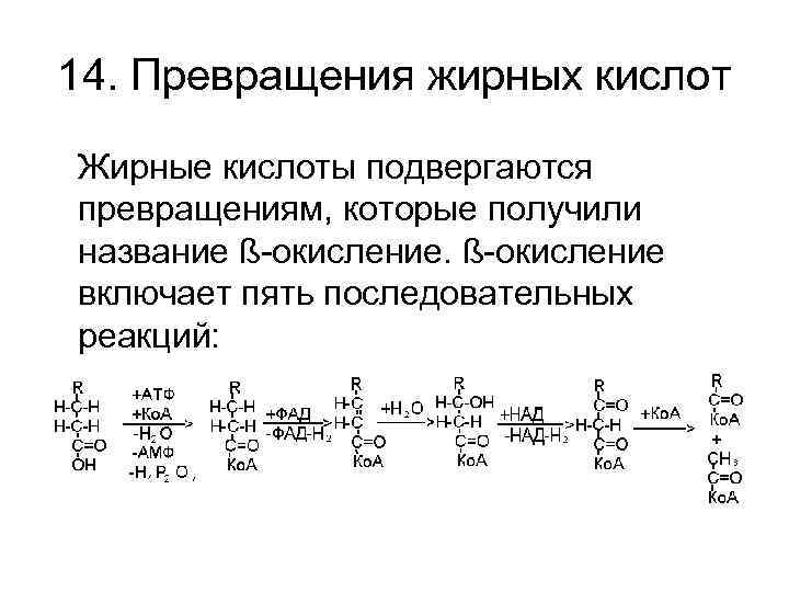 14. Превращения жирных кислот Жирные кислоты подвергаются превращениям, которые получили название ß-окисление включает пять