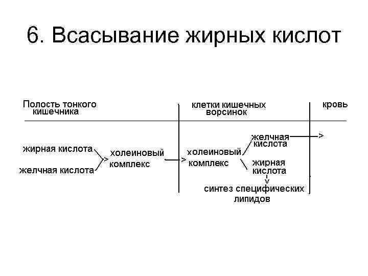 6. Всасывание жирных кислот 