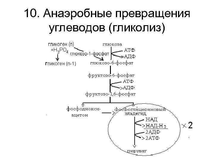 Анаэробный распад глюкозы схема