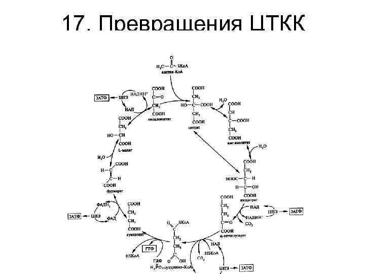 17. Превращения ЦТКК 