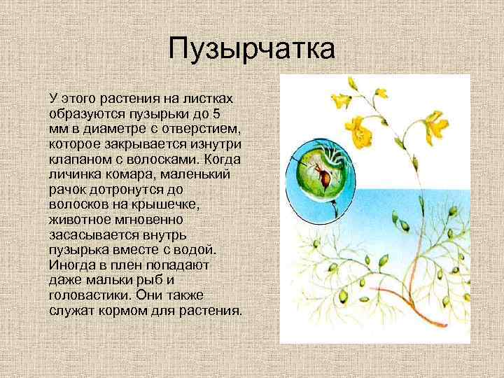 Пузырчатка У этого растения на листках образуются пузырьки до 5 мм в диаметре с