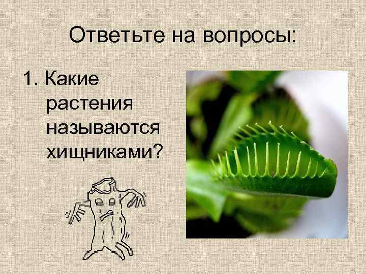 Ответьте на вопросы: 1. Какие растения называются хищниками? 