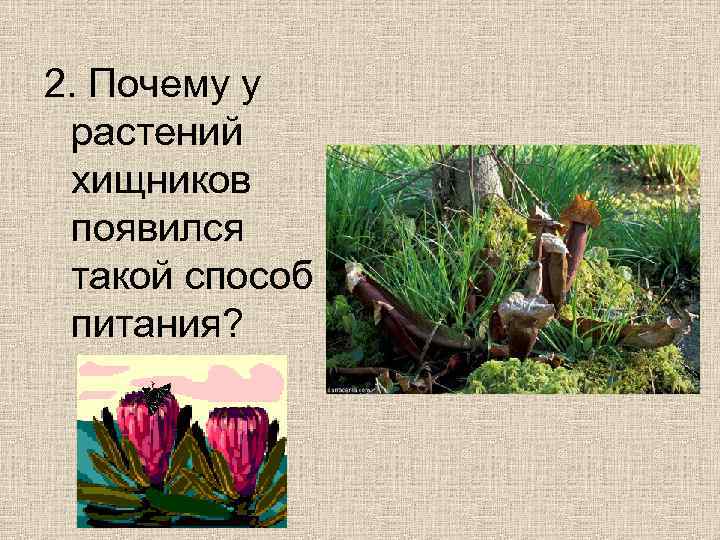 2. Почему у растений хищников появился такой способ питания? 