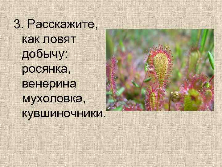 3. Расскажите, как ловят добычу: росянка, венерина мухоловка, кувшиночники. 