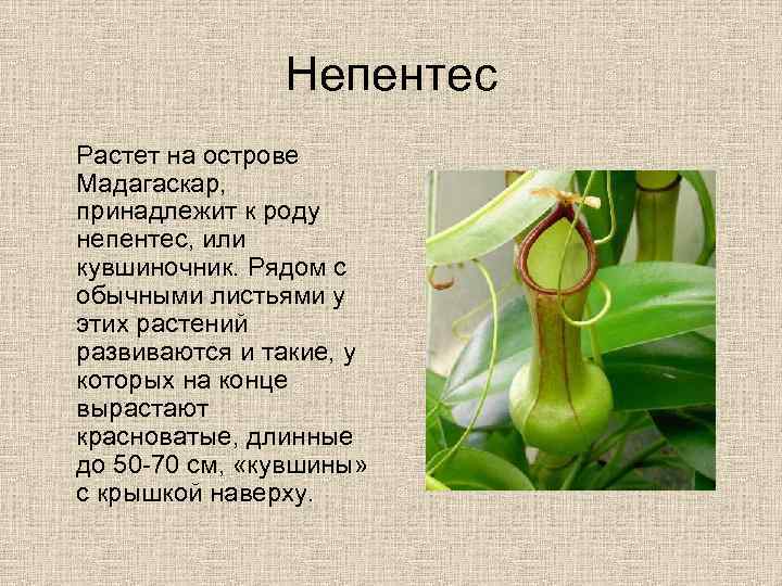 Непентес Растет на острове Мадагаскар, принадлежит к роду непентес, или кувшиночник. Рядом с обычными