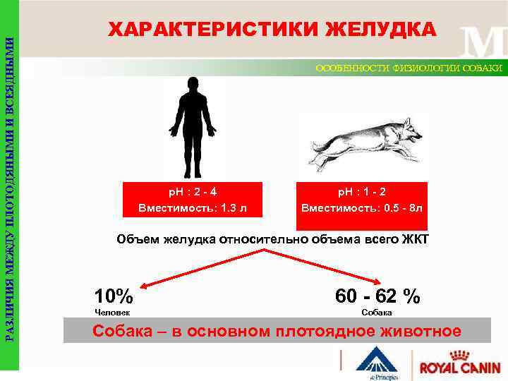 РАЗЛИЧИЯ МЕЖДУ ПЛОТОДЯНЫМИ И ВСЕЯДНЫМИ ХАРАКТЕРИСТИКИ ЖЕЛУДКА ОСОБЕННОСТИ ФИЗИОЛОГИИ СОБАКИ p. H : 2