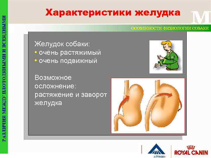 РАЗЛИЧИЯ МЕЖДУ ПЛОТОДЯНЫМИ И ВСЕЯДНЫМИ Характеристики желудка ОСОБЕННОСТИ ФИЗИОЛОГИИ СОБАКИ Желудок собаки: • очень