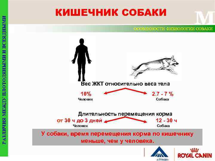 РАЗЛИЧИЯ МЕЖДУ ПЛОТОДЯНЫМИ И ВСЕЯДНЫМИ КИШЕЧНИК СОБАКИ ОСОБЕННОСТИ ФИЗИОЛОГИИ СОБАКИ Вес ЖКТ относительно веса