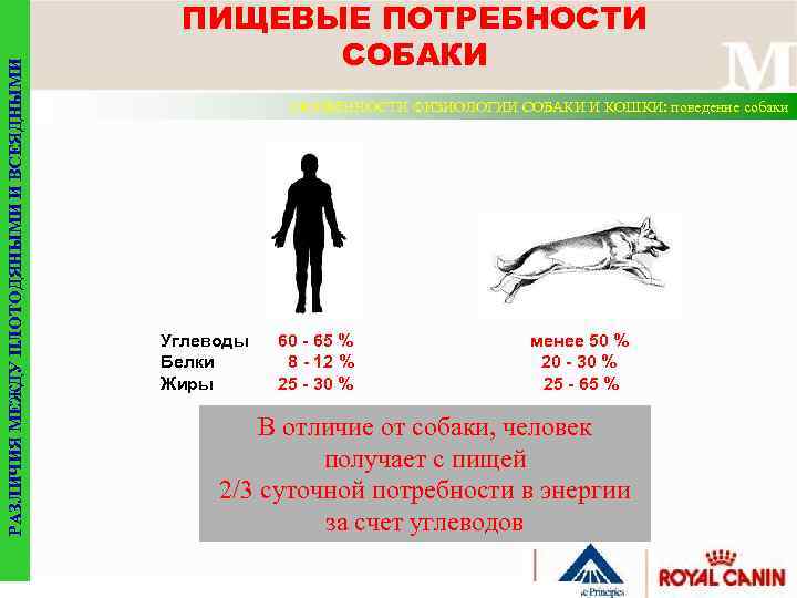 РАЗЛИЧИЯ МЕЖДУ ПЛОТОДЯНЫМИ И ВСЕЯДНЫМИ ПИЩЕВЫЕ ПОТРЕБНОСТИ СОБАКИ ОСОБЕННОСТИ ФИЗИОЛОГИИ СОБАКИ И КОШКИ: поведение