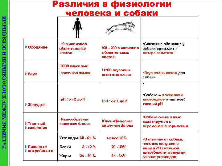 РАЗЛИЧИЯ МЕЖДУ ПЛОТОДЯНЫМИ И ВСЕЯДНЫМИ Различия в физиологии человека и собаки ØОбоняние !10 миллионов