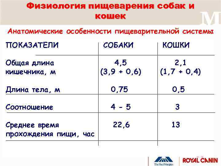 Физиология пищеварения собак и кошек Анатомические особенности пищеварительной системы ПОКАЗАТЕЛИ СОБАКИ КОШКИ Общая длина