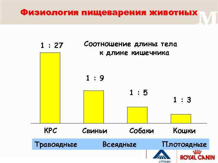 Физиология пищеварения животных 1 : 27 Соотношение длины тела к длине кишечника 1 :