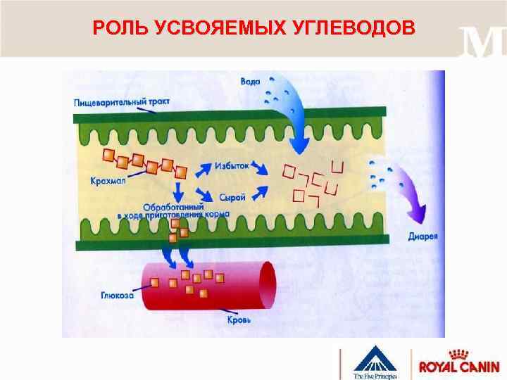 РОЛЬ УСВОЯЕМЫХ УГЛЕВОДОВ 