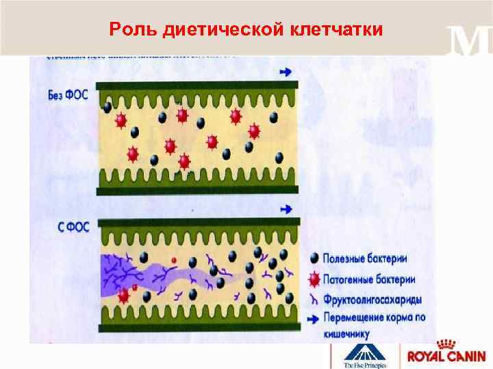 Роль диетической клетчатки 