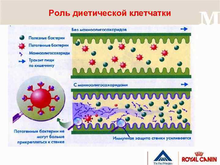 Роль диетической клетчатки 