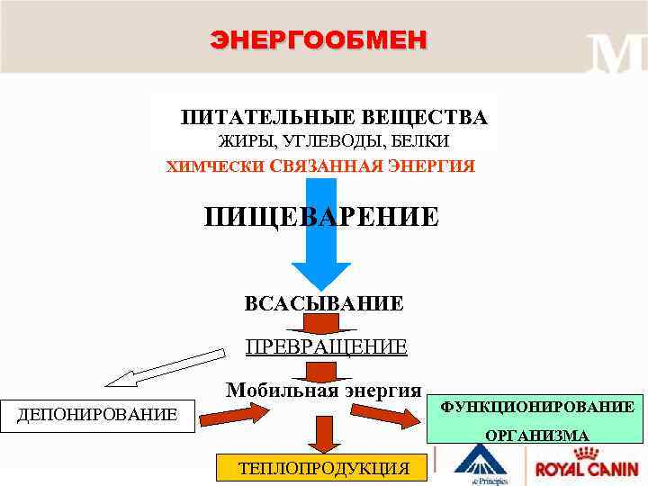 Питательные вещества жиры белки. Схема питательные вещества. Схема всасывания питательных веществ. Питательные вещества всасываются в. Схема переваривание питательных веществ в пищеварительной.