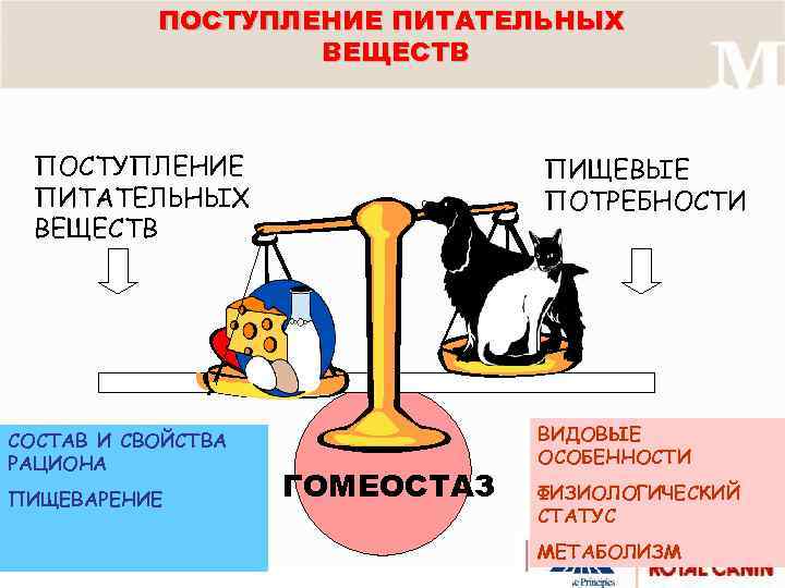 ПОСТУПЛЕНИЕ ПИТАТЕЛЬНЫХ ВЕЩЕСТВ СОСТАВ И СВОЙСТВА РАЦИОНА ПИЩЕВАРЕНИЕ ПИЩЕВЫЕ ПОТРЕБНОСТИ ГОМЕОСТАЗ ВИДОВЫЕ ОСОБЕННОСТИ ФИЗИОЛОГИЧЕСКИЙ