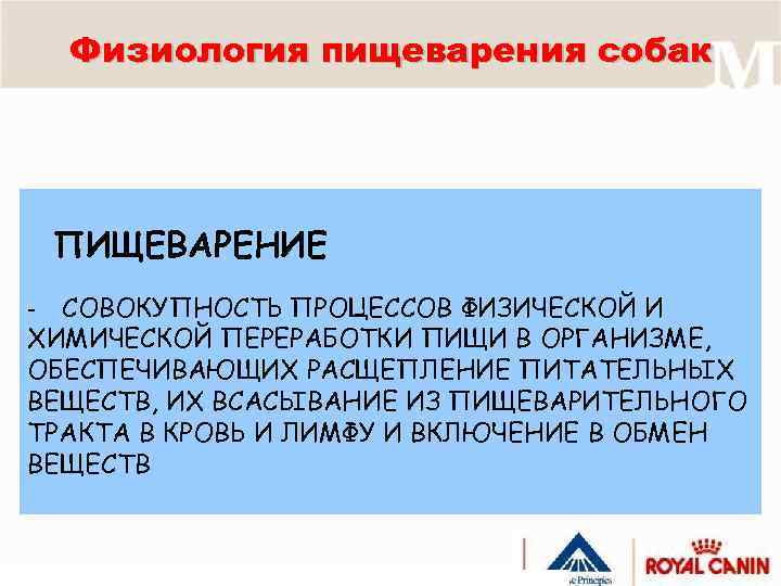 Физиология пищеварения собак ПИЩЕВАРЕНИЕ СОВОКУПНОСТЬ ПРОЦЕССОВ ФИЗИЧЕСКОЙ И ХИМИЧЕСКОЙ ПЕРЕРАБОТКИ ПИЩИ В ОРГАНИЗМЕ, ОБЕСПЕЧИВАЮЩИХ