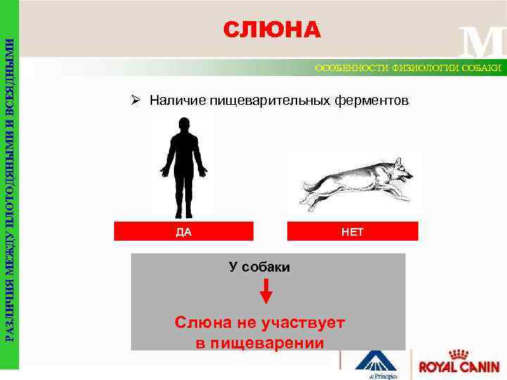 РАЗЛИЧИЯ МЕЖДУ ПЛОТОДЯНЫМИ И ВСЕЯДНЫМИ СЛЮНА ОСОБЕННОСТИ ФИЗИОЛОГИИ СОБАКИ Ø Наличие пищеварительных ферментов ДА