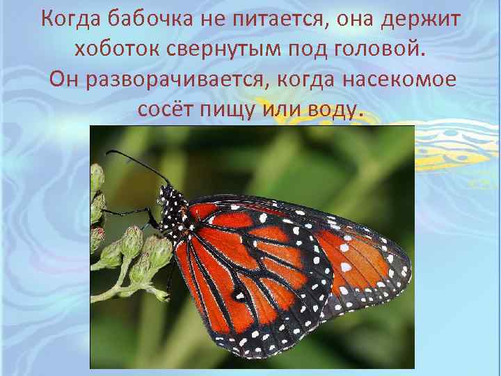Когда бабочка не питается, она держит хоботок свернутым под головой. Он разворачивается, когда насекомое