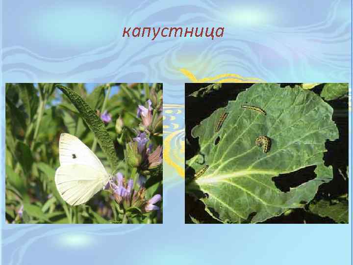 Бабочка капустница фото и описание