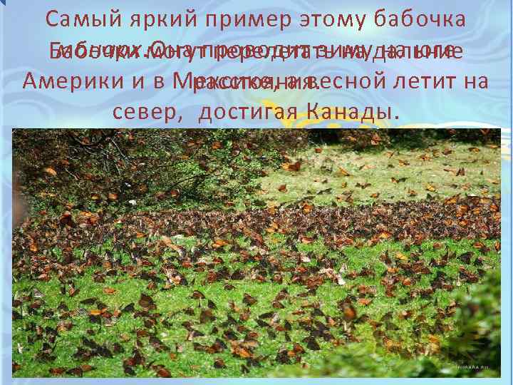 Самый яркий пример этому бабочка монарх. Она проводит зиму на юге Бабочки могут перелетать