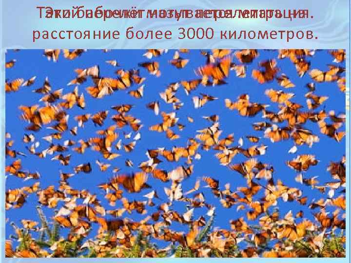 Эти бабочки могут перелетать на Такой перелёт называется миграция. расстояние более 3000 километров. 