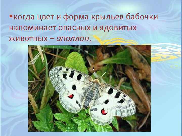 §когда цвет и форма крыльев бабочки напоминает опасных и ядовитых животных – аполлон. 