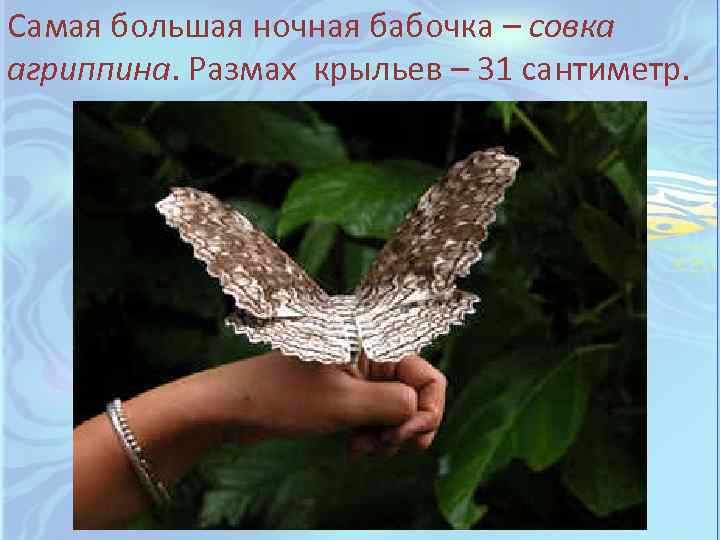 Самая большая ночная бабочка – совка агриппина. Размах крыльев – 31 сантиметр. 
