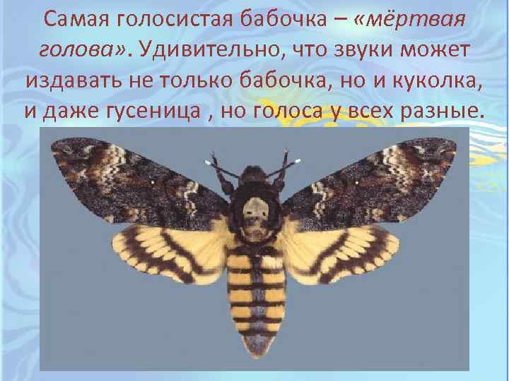 Самая голосистая бабочка – «мёртвая голова» . Удивительно, что звуки может издавать не только
