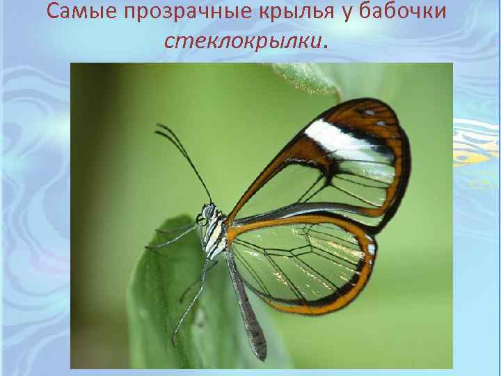 Самые прозрачные крылья у бабочки стеклокрылки. 