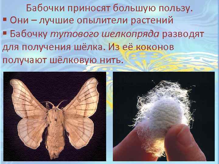 Бабочки приносят большую пользу. § Они – лучшие опылители растений § Бабочку тутового шелкопряда