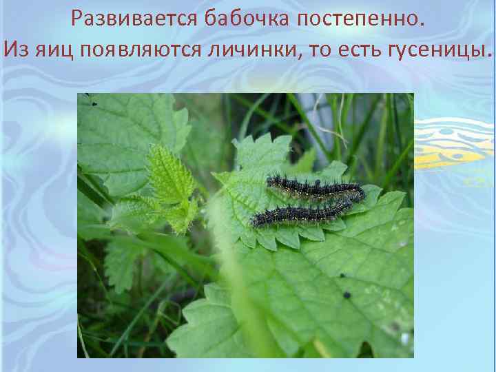 Развивается бабочка постепенно. Из яиц появляются личинки, то есть гусеницы. 