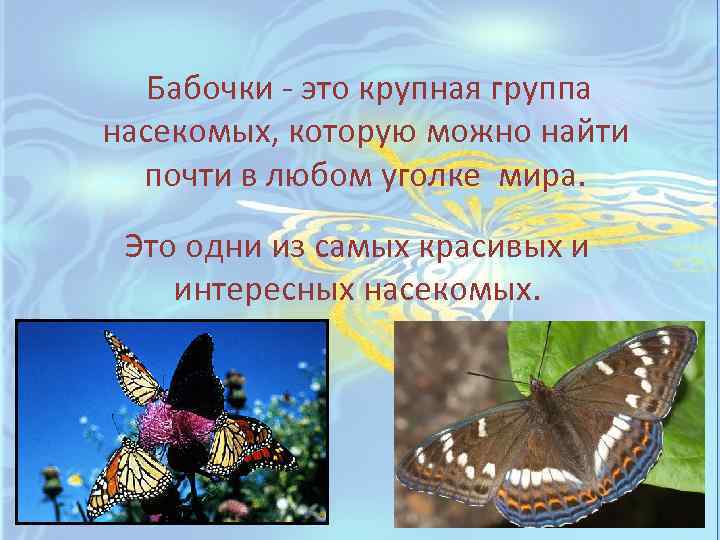Бабочки - это крупная группа насекомых, которую можно найти почти в любом уголке мира.