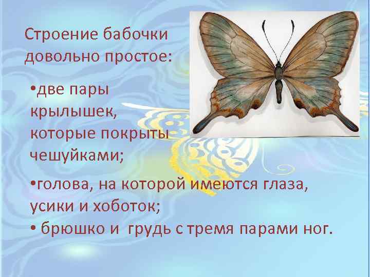 Строение бабочки довольно простое: • две пары крылышек, которые покрыты чешуйками; • голова, на