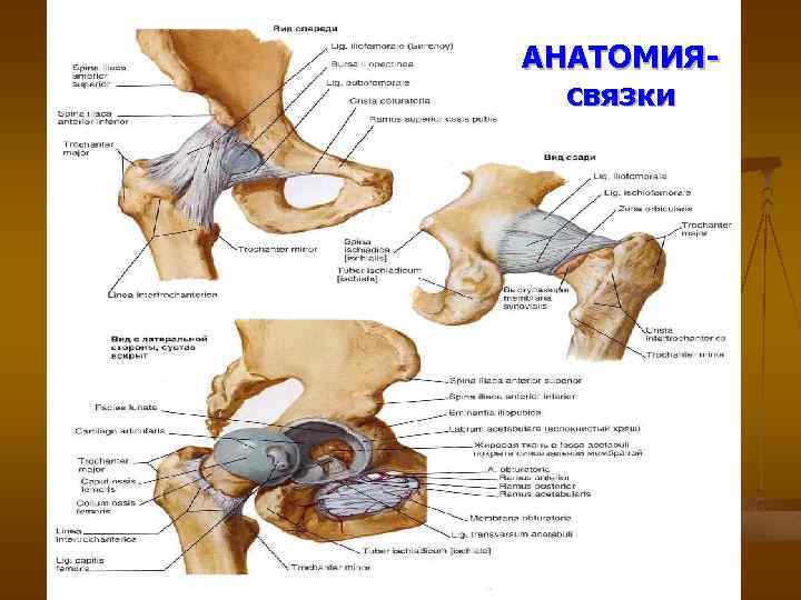 АНАТОМИЯсвязки 