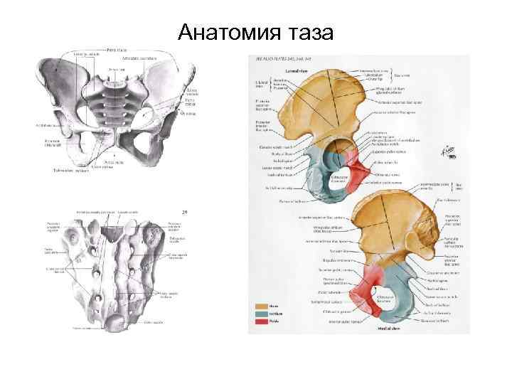 Мышцы таза анатомия в картинках