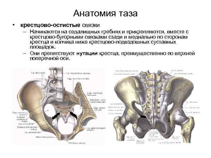 Анатомия таза • крестцово остистые связки – Начинаются на седалищных гребнях и прикрепляются, вместе