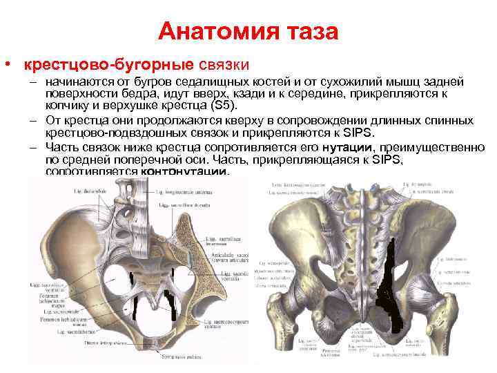 Анатомия таза • крестцово бугорные связки – начинаются от бугров седалищных костей и от