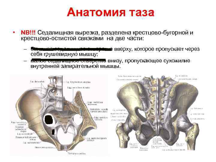 Анатомия таза • NB!!! Седалищная вырезка, разделена крестцово-бугорной и крестцово-остистой связками на две части: