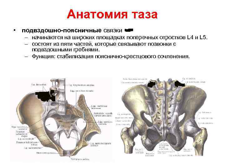Боль в подвздошной кости. Подвздошная кость рентген анатомия. Тазовая кость гребень подвздошной кости. Подвздошный гребень анатомия. Подвздошная кость анатомия с функциями.