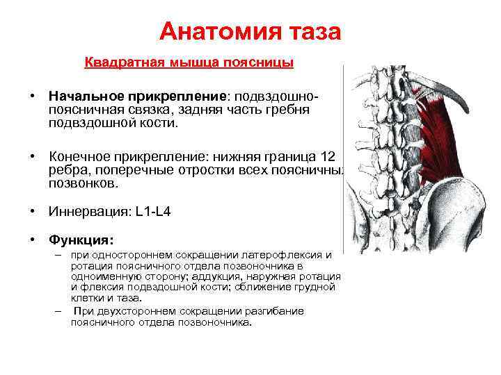 Анатомия таза Квадратная мышца поясницы • Начальное прикрепление: подвздошнопоясничная связка, задняя часть гребня подвздошной